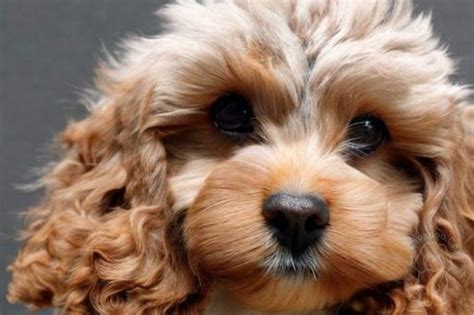 How F1, F1b and F2 Cavapoo Generations Differ • Cavapoo & Co