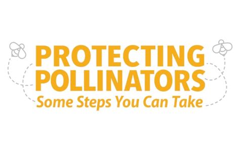 Protecting Pollinators: Some Steps You Can Take