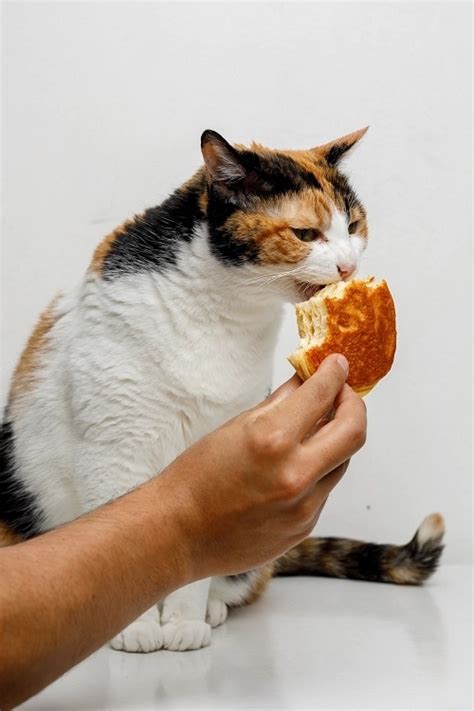 Can Cats Eat Bread? | Cats Can Eat