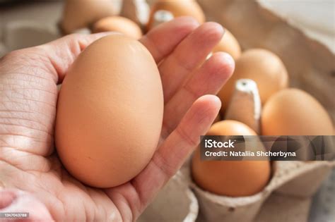Giant Chicken Egg In Hand Big Size Of Brown Egg Fresh Yellow Eggs In ...
