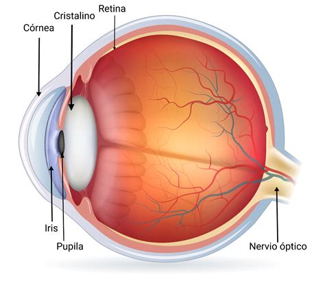 Descubre el funcionamiento de las partes de ojo | Chile