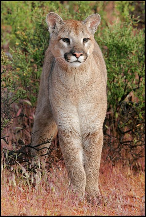 Download "majestic Cougar In Its Natural Habitat" Wallpaper