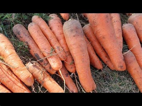 Морковь Вита Лонга. Подготовка к хранению - YouTube