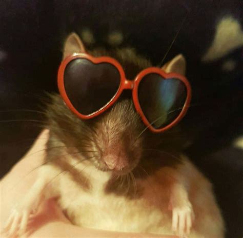 funny rat pictures wallpaperscom