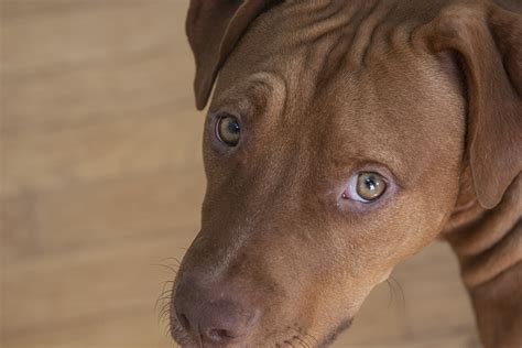 Pitbull Bully Pet - Free photo on Pixabay - Pixabay