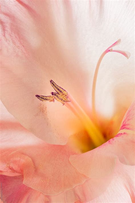 "Pink Gladiolus Flower" by Stocksy Contributor "Adam Nixon" - Stocksy