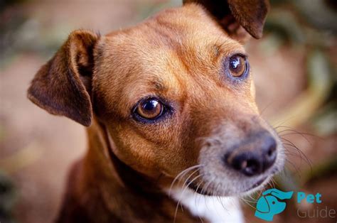 🐶Лишай у собаки: причины, симптомы, диагностика и лечение. Виды и ...