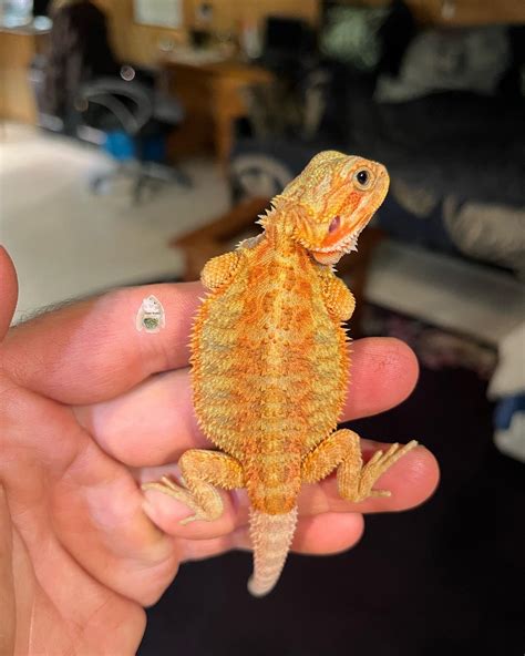 Hypo Translucent Rainbow Tiger Central Bearded Dragon by Jasper Dragons
