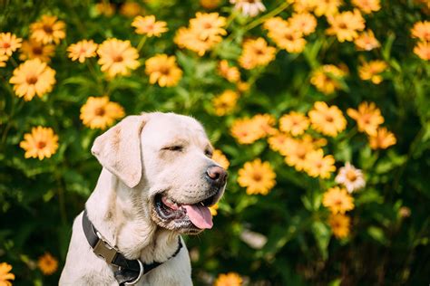 Dogs In Heat What We Need To Know - Love and Kisses Pet Sitting, NC