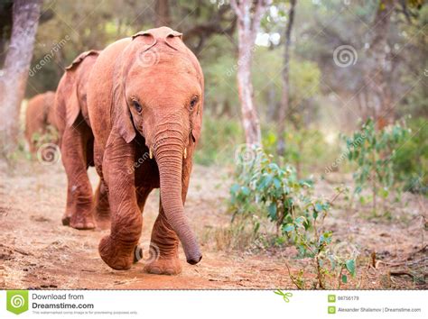 Wild Baby Elephants in Africa Stock Image - Image of calf, mammal: 98756179