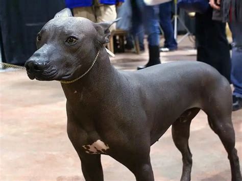 Spotlight On The Peruvian Hairless Dog | Animal Hospital