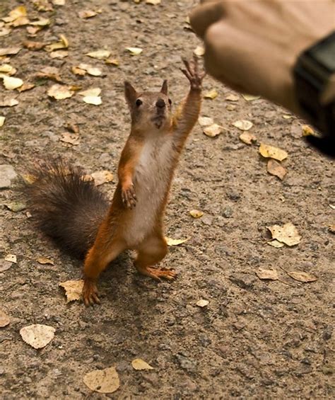 High five - Funny pictures of animals
