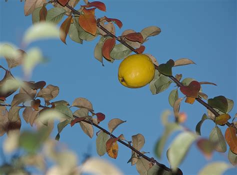Pseudocydonia sinensis - Изображение особи - Плантариум