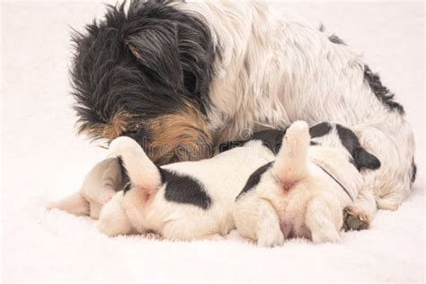 Cachorros De Perro Recién Nacidos De 2 Días De Edad Jack Russell Terriggies Beber Leche De Su ...