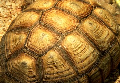 Casco Da Tartaruga É Osso - Como é a Carapaça da Tartaruga? Quantos Ossos Elas Têm? | Mundo Ecologia