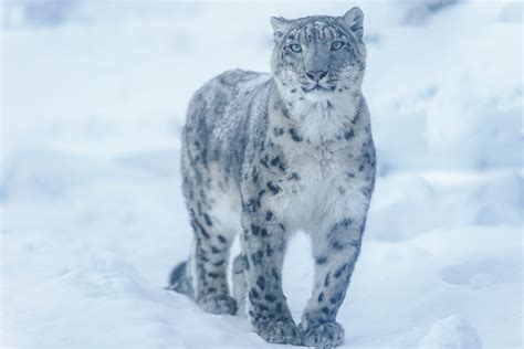 Tibet Snow Leopard Expedition