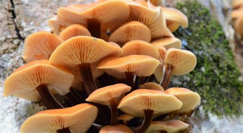 Опята Зимние Фото И Описание Когда Собирать — Bluemorphotours.ru