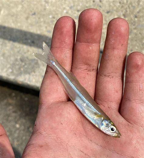 Caught my first ever Atlantic silverside today. : r/MicroFishing