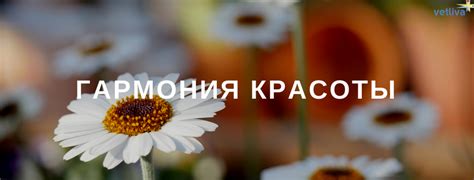 Растения Беларуси. Растительный мир Республики Беларусь