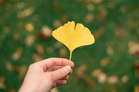 Ginkgo Tree Leaf – Free Stock Photo