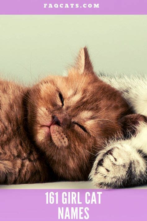 Best tabby cat names - accessoriesWas