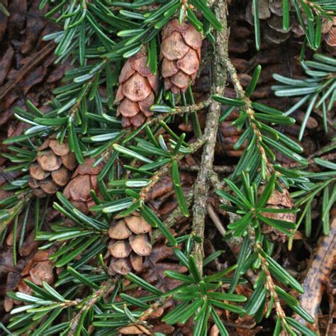 Western Hemlock - Nature Companion