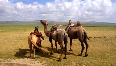 21st Century Nomads: Life In The Mongolian Steppe