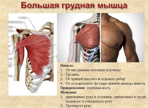 За что отвечает большая грудная мышца: травмы, ушибы, растяжения ...