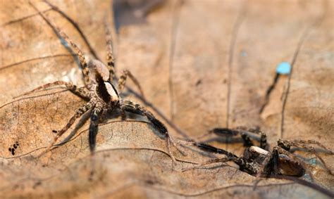 11 Common Spiders in New Jersey – Which one’s bite?