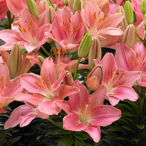 Lilium 'Foxtrot' Foxtrot, Back Gardens, Flowers, Plants, Plant, Royal ...