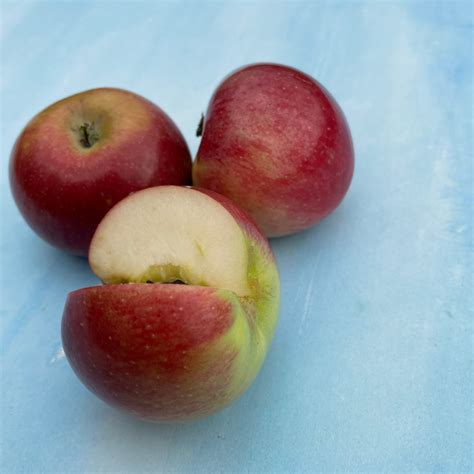 Liberty Apple Tree – Hudson Valley Seed Company
