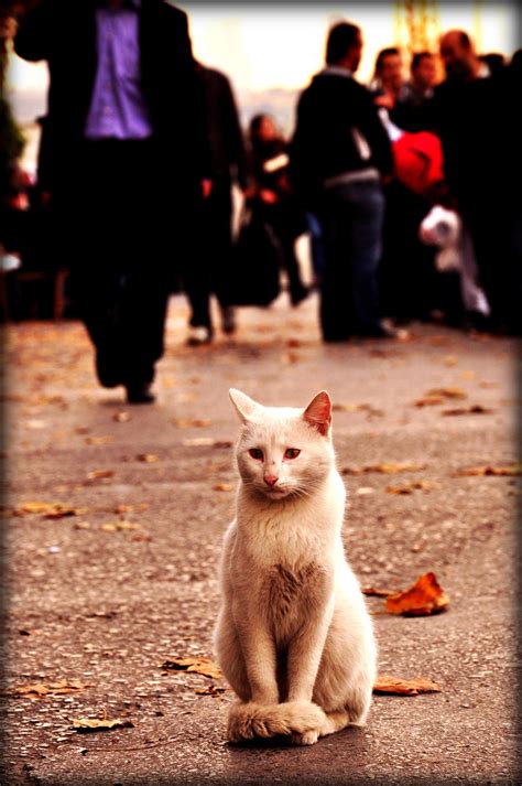 Alone Kitty by yaGizz on DeviantArt