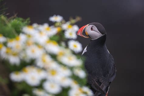 Photos of Puffins in Iceland | Iceland Photo Tours