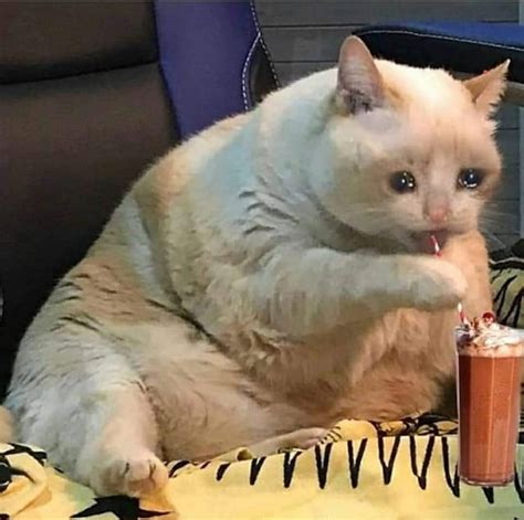 Sad cat compilation part 2 : sadcats