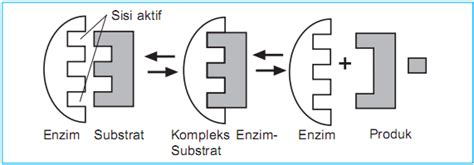 kerja enzim belajar biologi