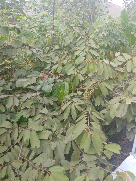 cây này là cây gì các bác | VOZ