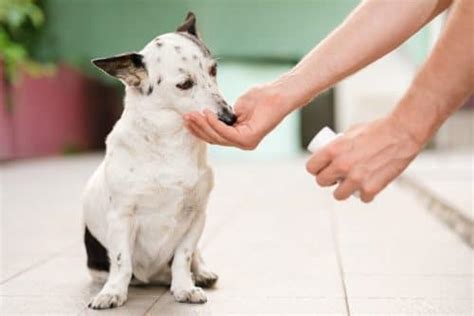 8 Natural Remedies for Dogs with Seasonal Allergies (That Aren’t Meds) - iHeartDogs.com
