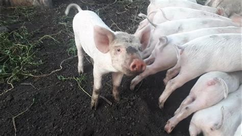 Дикие кабаны и домашнии свиньи. Второй выводок. Wild boars and domestic ...