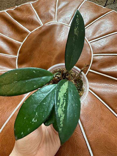 Hoya Pubicalyx Royal Hawaiian Purple Rooted Plants With New - Etsy