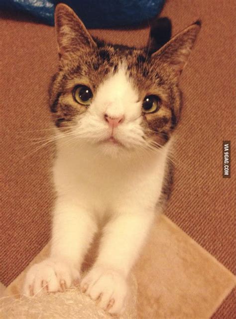 Cat with down syndrome - 9GAG