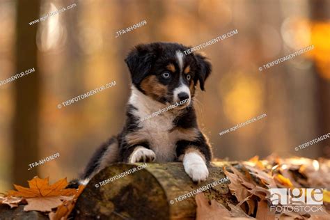 Miniature Australian Shepherd with blue eyes, Stock Photo, Picture And ...