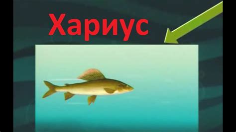 Диалоги о рыбалке -4- Хариус Таймень - YouTube