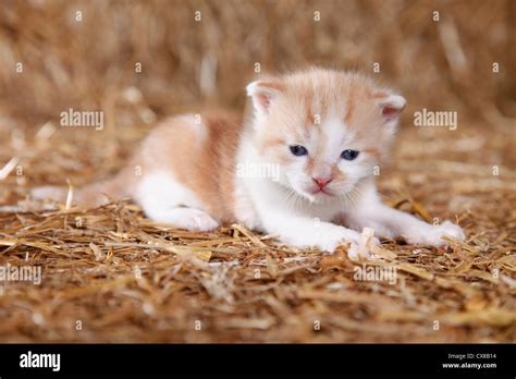 newborn kitten Stock Photo - Alamy