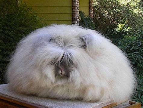 Long Hair Rabbit Care