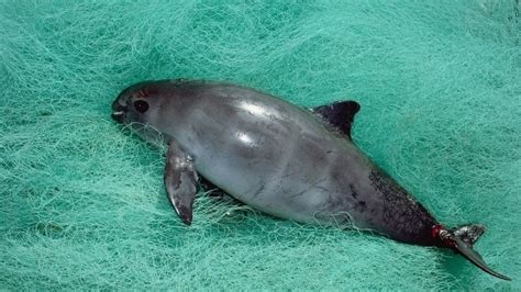 Petition · Let’s raise money for the Vaquitas! · Change.org