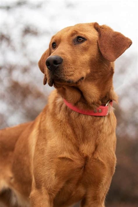 The Rhodesian Ridgeback Lab Mix - Is This The Right Dog For You? | Your ...