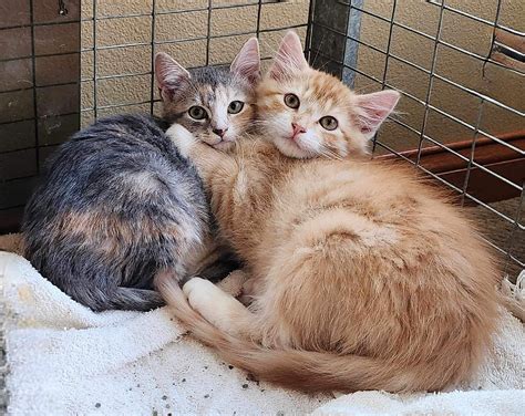 Dmv iowa city iowa introduces new walk-in hours for drivers 8