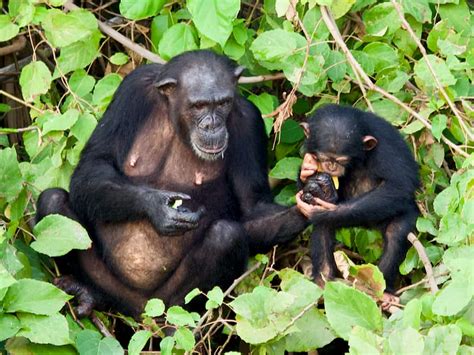 Gambia River - Papa's Tours