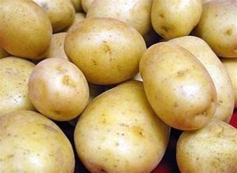Выращивание и оптовая реализация картофеля – Тутэйшая Гаспадарка