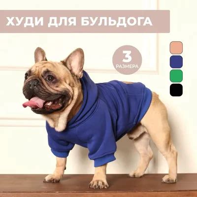 Собаки в одежде фото - 75 картинок